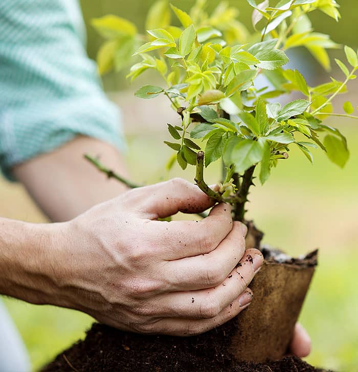 Neupflanzung un Pflege von Pflanzen von gartenbau Riegel